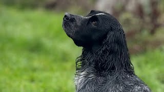 Gundog Training  Working Cocker Spaniels in the Beating Line.