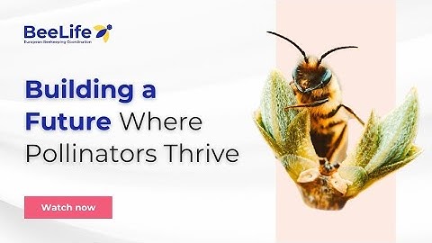 BeeLife: Building a Future Where Pollinators Thrive 🐝 🦋