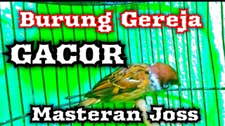 Burung gereja gacor bagus untuk masteran