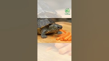 เต่ากินแครอต 🥕🐢Turtle Eating Carrot 🐢🥕 #funnyturtle #turtloop #animation #shorts  #loopvideo