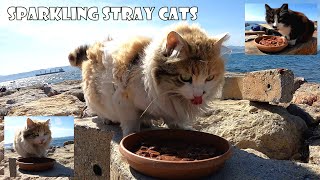 Stray cats with clean and shiny fur as if they were living at home.