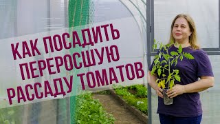 Как посадить переросшую рассаду томатов. УРОЖАЙ БУДЕТ НЕ ХУЖЕ