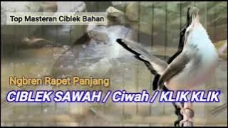 Master KLIK KLIK Ciblek Sawah ngebren rapet