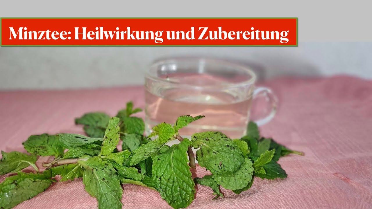 Minztee - Heilwirkung und Zubereitung
