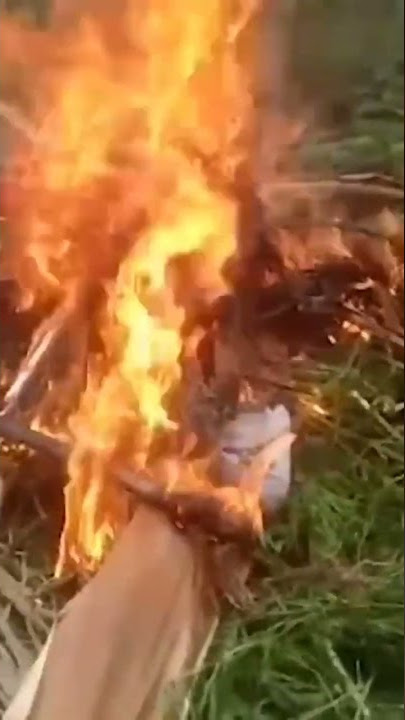 Lihat Tuh, Polisi Bakar Ladang Ganja 3 Hektare