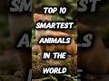 Top 10 Smartest Animals in the World 🧠 | #shorts #smartestanimals #top10  #wbfactuniverse