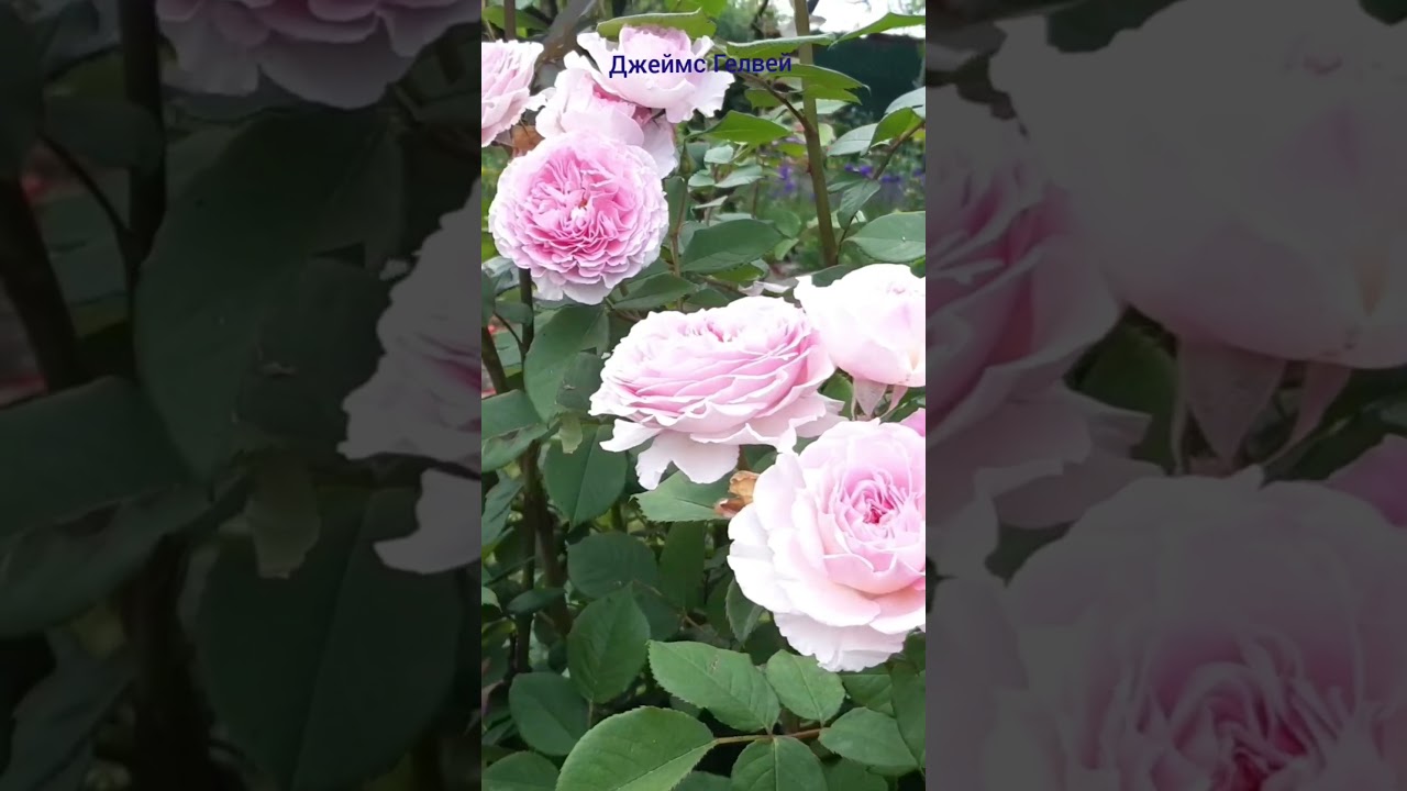 как хороши были розы... Джеймс Гелвей Монмартр