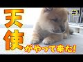 【豆柴】生後５５日目の豆柴と家族が初対面【子犬】