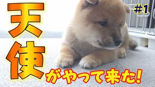 【豆柴】生後５５日目の豆柴と家族が初対面【子犬】