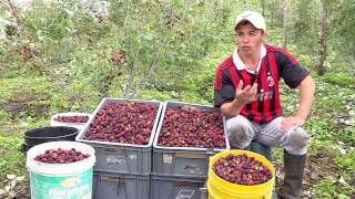 En la cosecha de la mora sea cuidadoso | La Finca de Hoy