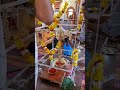 शिव भजन कि तैयारी | Shiv Bhajan Mandal | Mahadev Mandir | Har Har Mahadev #bhaktishort #shiv #shorts