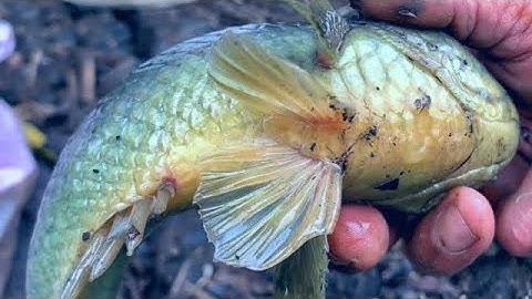 Câu Trúng Con Cá Rô Khủng Lâu Năm Trong Mương Sen || Climbing Perch fishing
