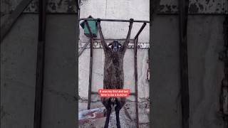 I swear it was my first and last 😂#funnycontent #funnyanimals #williamlast_krm #comedyshorts