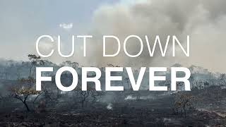 We're losing 1 tree every second
