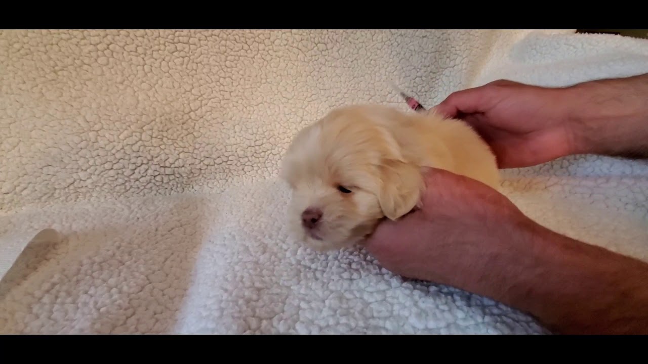 8 Teacup/Toy Shihtzu puppies at Dean's kennel located in Louisville ky