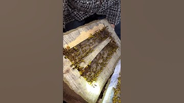 Chúng ngủ đông trong khúc cây