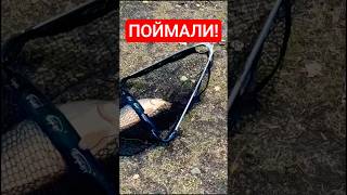 ПОЙМАЛИ ЗЕРКАЛЬНОГО КАРПА - ОГРОМНЫЙ ЗЕРКАЛЬНЫЙ КАРП  #карп #карпфишинг #сазан #рыбалка #рыбалка2025