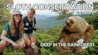 Deep into the Forest to Track Wild Sloths