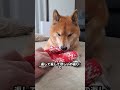 柴犬ロックの感情ジェットコースター！ #柴犬ロック #拒否柴