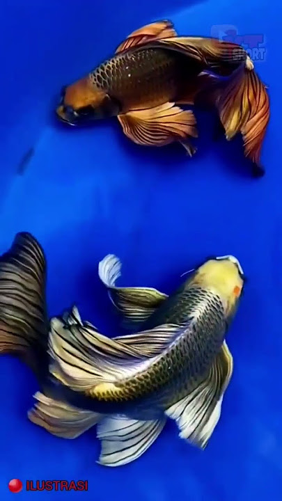 🔴 WAJIB DI KOLEKSI || Ikan koi slayer terindah👍👍