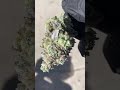 Another Cryo-Trim®️ for the win...! 🏆 *Disclaimer* No buds were harmed by scissors or blades in