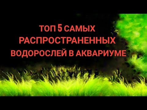 Топ 5 самых распространенных водорослей в аквариуме