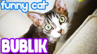 Cat Bublik Plays and meows / Devon Rex by Bublik funny cat 174 views 2 years ago 8 minutes, 43 seconds