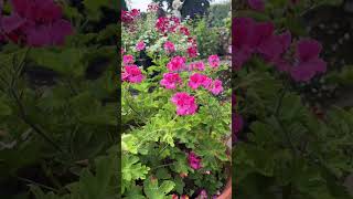 Can’t wait for summer   #nature#flowers#geranium #naturalife