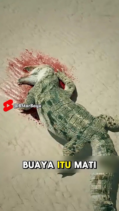 Ketika Buaya Menyerang Orang Yang Berkemah😱 #feedshorts #shorts #youtubeshorts #fyp #trending #buaya