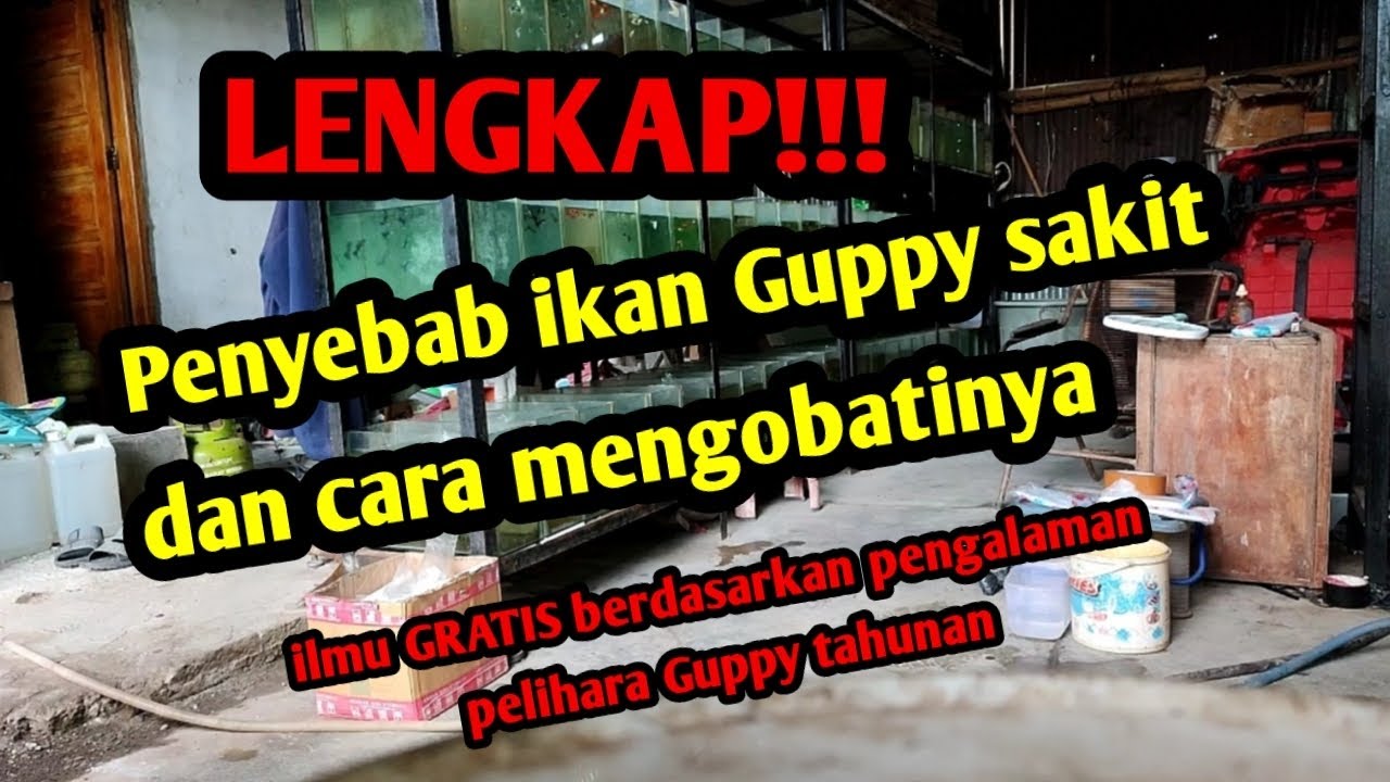 LENGKAP !! Cara mengobati ikan Guppy sakit dan penyebabnya