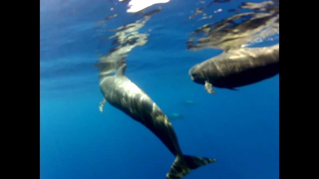⁣Calderon Tropical Sur de Tenerife