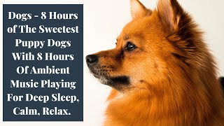 Dogs - 8 Hours of The Sweetest Puppy Dogs with Calming, Relaxing, Soft Music screenshot 4