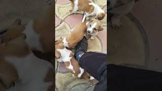 these 32 days puppies mother killed by rider||puppies looking mother😭