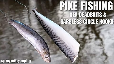 Pike Fishing Sea Deadbaits and Barbless Circle Hooks