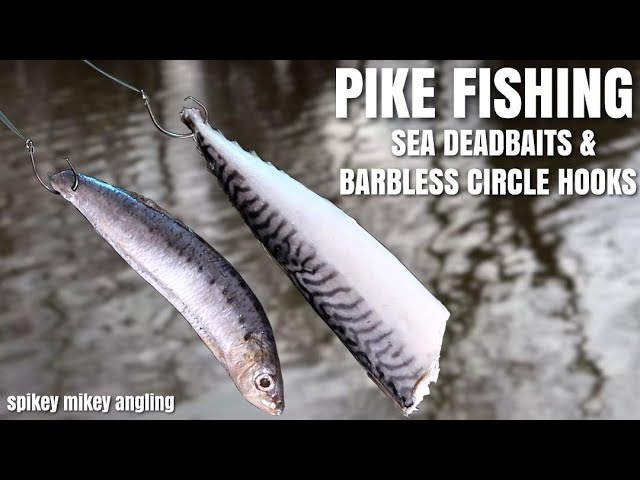 Pike Fishing Sea Deadbaits and Barbless Circle Hooks 