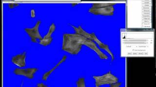 How to take area measurements of cells using ImageJ How to take area measurements of cells using ImageJ