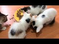 Yavru Kediler Mamayı Değil Birbirlerini Yediler 🙀 Tatlı Kedi Videoları