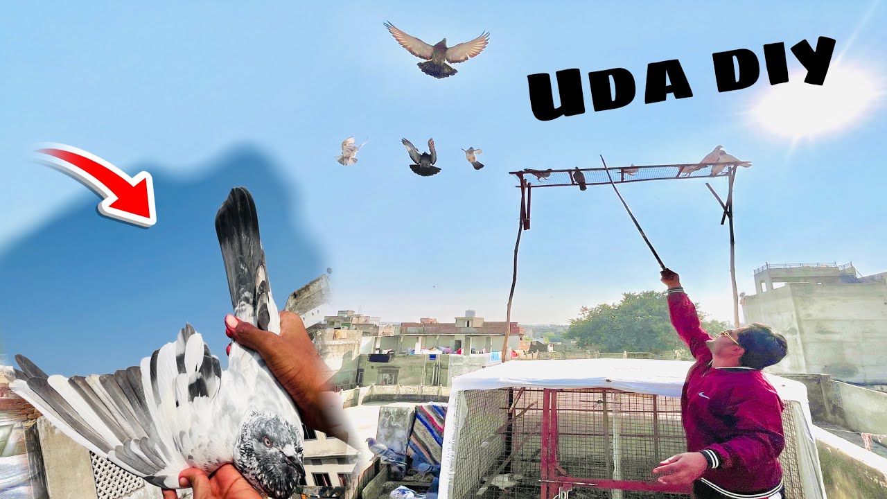 Finally 12 kabutar uda diy 🥳🕊️