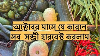 অক্টোবর মাসে যে কারনে  সব  সব্জী হারবেস্ট করলাম shokher bagan 2023