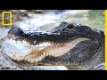 Ce crocodile capturé va être envoyé dans une ferme de crocodiles