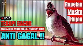 🔴PANCINGAN TRUCUKAN SUSAH BUNYI!! TRUCUKAN GACOR ROPEL PANJANG BIKIN TRUCUK MANA PUN CEPAT BUNYI