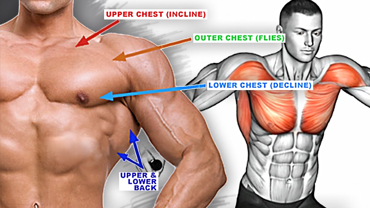 Chest & Back Workout  Chest and back workout, Chest workout for