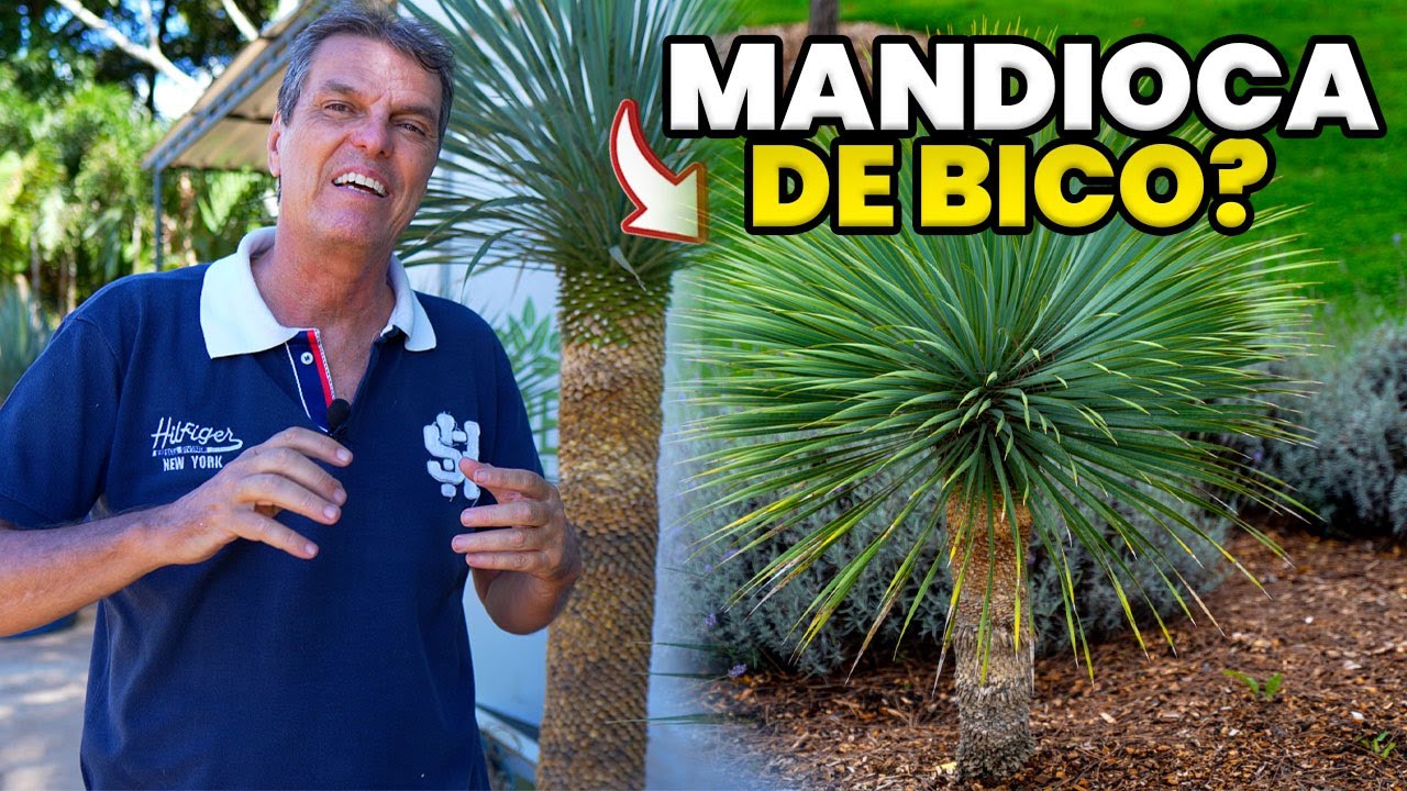 DICAS e CURIOSIDADES SOBRE a YUCCA ROSTRATA! *Mandioca de Bico