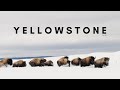 Yellowstone Wildlife in 8K