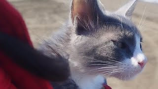 Kitten seeing the sea for the first time in his life