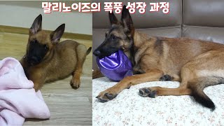 대형견 말리노이즈의 폭풍 성장 과정 (견생 8개월)