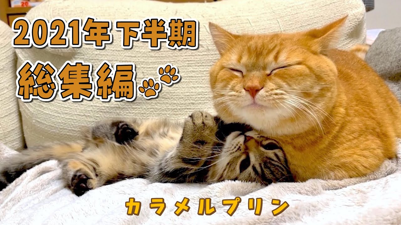 のんびり屋のプリンが兄貴になった2021年下半期ぎゅぎゅっと総集編！