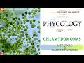 Life Cycle &amp; Salient Features Of Chlamydomonas | Haploid And Diploid Stages Of Clamydomonas