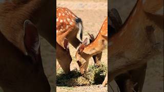 🌿🦌Пятнистые олени и кипер Дильмурод #tashkentzoo #ташкентскийзоопарк #ташкент #зоопарк #тошкент