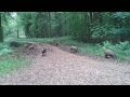Wild Boar in the Forest of Dean